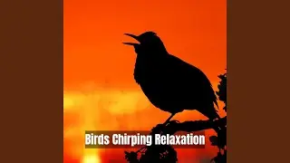 Winged Lullaby Relaxation