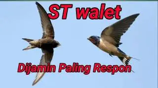 Suara Tarik Burung Walet