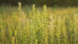Soft Breathing Music for Mental Reset