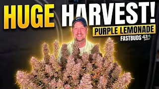 Harvesting Purple Lemonade Auto &ndash; Those Lilac Colors Are Insane