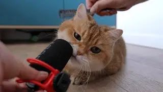 Purring cat