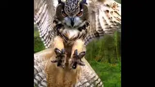 subscribe for daily animal content #shorts