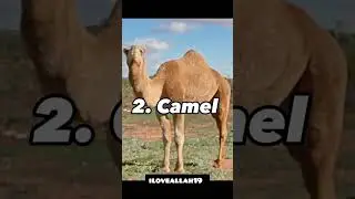 Favourite Animals Of Prophet Muhammad (SAW)#islamicpost #islamicknowledge