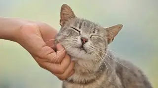 😍 CATS PURRING Videos 😍 Cat Purr Sound ASMR | CUTE