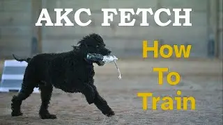 How to Train Your Dog for AKC Fetch Titles