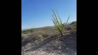 😎🤠 #atv #arizona #desert