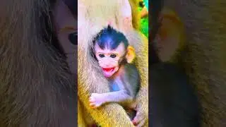 Oh tiny monkey baby crying hungry milk #shortvideo #monkey