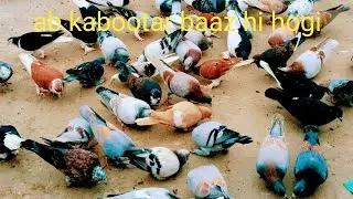 Ab har Hawa per ladaiya Hogi 🕊️🫡