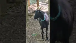 best beautiful goat for qurbani #bestgoat #religion #goat #bestpet #goatfarming #allahpak #goatfarm