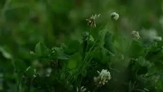 Big Tine Foundation Clover