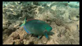 Aruba 2024 - Snorkelling at Mangel Halto