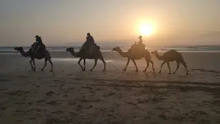 Camel 🐫 ride in Asilah with sun set متعة ركوب الجمال في شاطى اصيلا عند  الغروب