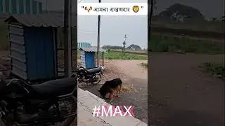 Max (राखणदार)#short #germanshepherd #viral #shortsfeed #farming #trending #dog #youtubeshorts #tren