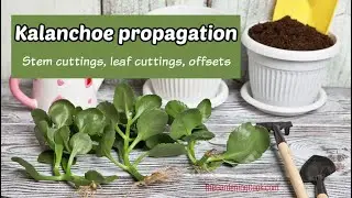 How to Propagate Kalanchoe Succulents with Stem Cuttings, Root Cuttings and Offsets