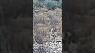 80 Yard Kill Shot! American Air Arms EVOL .30 Accuracy Test