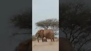 #elefand #masti#🐘🐘🙄🤡🦧#sort #utubeshort #vaytisort#sortvayral#viralvideo