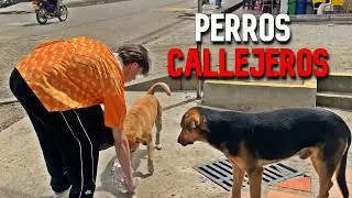 Salimos a alimentar perros y encontramos algo que nos destrozó el corazón