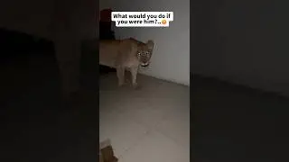 Two Lions in a House at 1:30 AM?! 🦁 Unexpected Wildlife Encounter! #Shorts