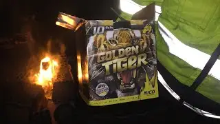 Nico Golden Tiger