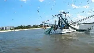 Captain Mike's Dolphin Tour off Tybee Island