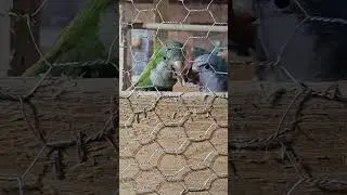 Pareja de Quaker copulando #Criadero de aves ex&oacute;ticas #by:homer_homeritho