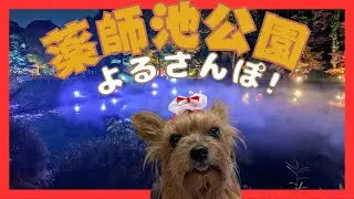 夜の薬師池公園が別世界に✨ ヨーキーLanと紅葉ライトアップ散歩【町田市】