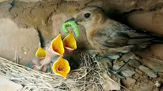 Hungry Beaks want some healthy food from parent!