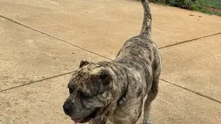 MERLE AMERICAN BULLIES X MASTIFF