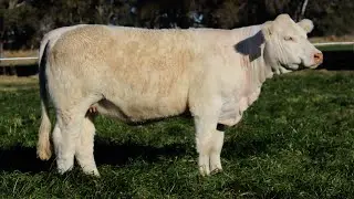 Ascot Cattle: LOT 185