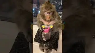 АтПрЫаФтИ СвАиМ мАмАцКаМ☝🐺☝ #monkey #popular #бибизяны #популярное @Monkeydast228