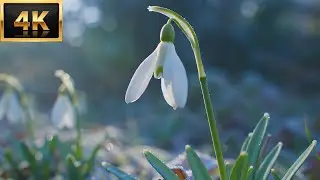 Cinematic Nature Close-Up in 4K | Relaxing Macro Footage &mdash; Serenity Series #10