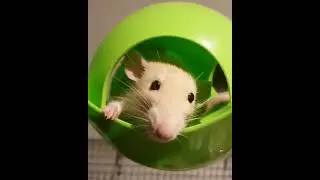 Unidentified flying rat