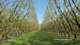 An orchard through the seasons