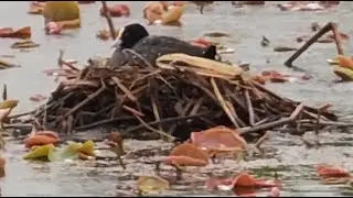 Fulica atra
New lives...
No communication...