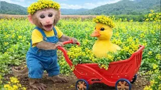 Smart little monkey Bim Bim and his little brother go harvesting vegetables