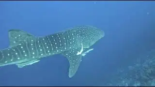 Whale Shark In the Red Sea, Ras Mohammed National Park