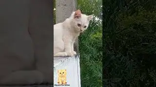 Kitten Climbs Window Screen 😱