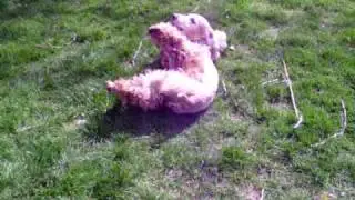 Crazy Dog for Spring/ 