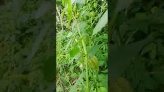 Wild tomato fruit so delicious