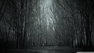 The 5 Most Bizarre and Mysterious Forests on Earth | Amazing Earth
