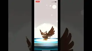 ✨🐣 Shiny Starly evolves into Staravia & Staraptor 🦅 #pokemongo #shinylivingdex #shinydex #pkmngo