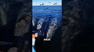 A whale caught in a fishing net #animals #cuteanimal #animlas #animal #sea #whale