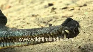 Close up of an Indian gharial with its characteristic long narrow snout
