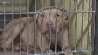Cleveland city kennel full: More than 100 dogs up for adoption