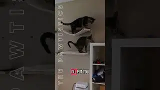 Top Ten Weirdest Things Yelled At My Cats Recently  #mademesmile #funnycatvideo  #catsbeingweird