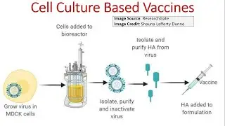 What is Cell Culture Based Vaccine?