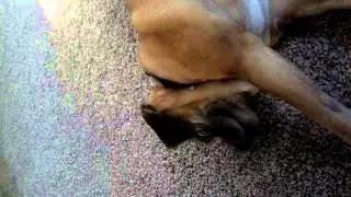 Puggle plays... Too cute