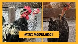 Atualiza&ccedil;&atilde;o dos Mini Modelados! | S&iacute;tio 5 Irm&atilde;os