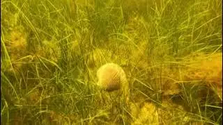 Swim Like a Scallop