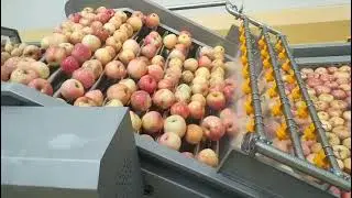 Apple washing product line，Apple cleaning process machine